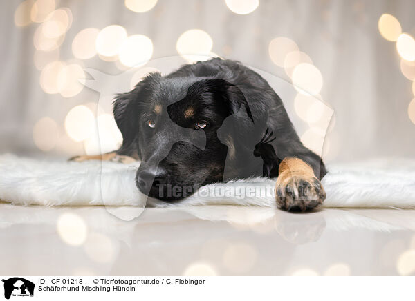 Schferhund-Mischling Hndin / female Shepherd-Mongrel / CF-01218