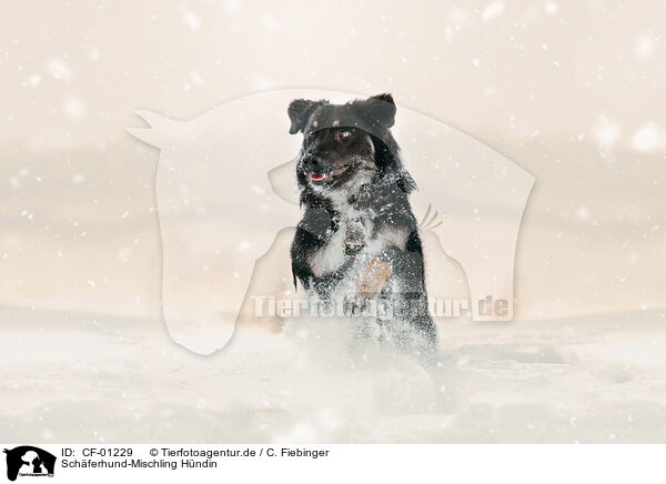 Schferhund-Mischling Hndin / female Shepherd-Mongrel / CF-01229
