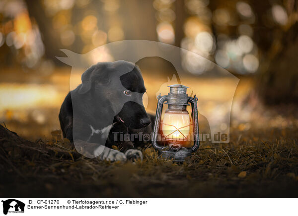 Berner-Sennenhund-Labrador-Retriever / CF-01270