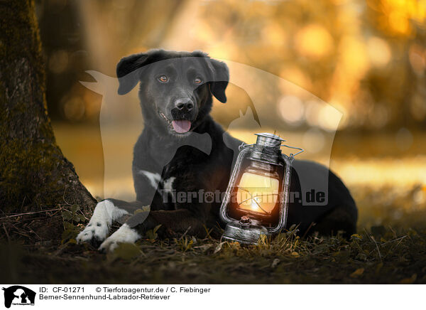 Berner-Sennenhund-Labrador-Retriever / Bernese-Mountain-Dog-Labrador-Retriever / CF-01271