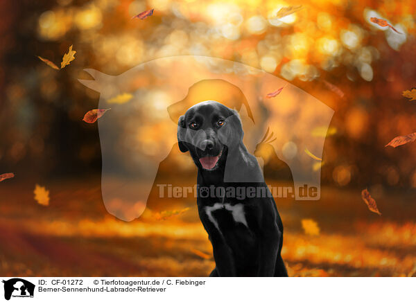 Berner-Sennenhund-Labrador-Retriever / Bernese-Mountain-Dog-Labrador-Retriever / CF-01272