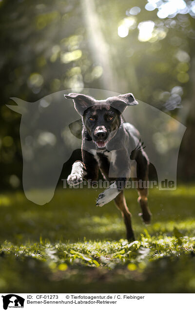 Berner-Sennenhund-Labrador-Retriever / Bernese-Mountain-Dog-Labrador-Retriever / CF-01273