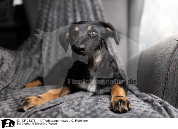 Schferhund-Mischling Welpe / Shepherd-Mongrel Puppy / CF-01278