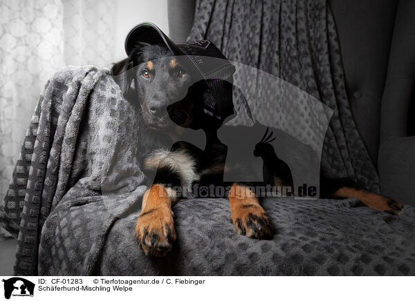 Schferhund-Mischling Welpe / Shepherd-Mongrel Puppy / CF-01283