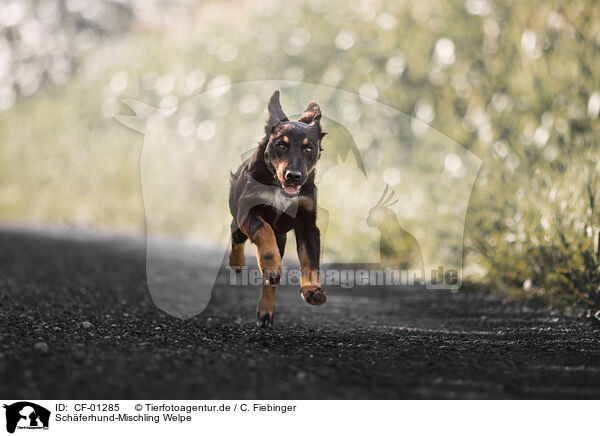 Schferhund-Mischling Welpe / Shepherd-Mongrel Puppy / CF-01285