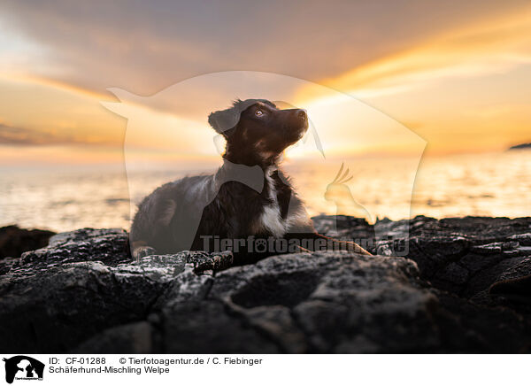 Schferhund-Mischling Welpe / Shepherd-Mongrel Puppy / CF-01288