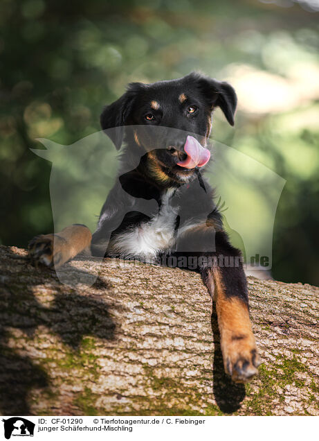 junger Schferhund-Mischling / young Shepherd-Mongrel / CF-01290