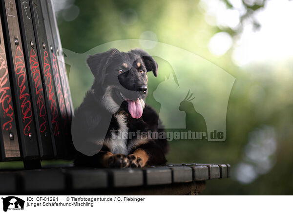 junger Schferhund-Mischling / CF-01291
