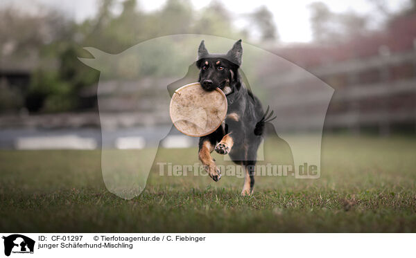 junger Schferhund-Mischling / young Shepherd-Mongrel / CF-01297