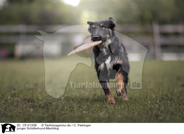 junger Schferhund-Mischling / young Shepherd-Mongrel / CF-01298