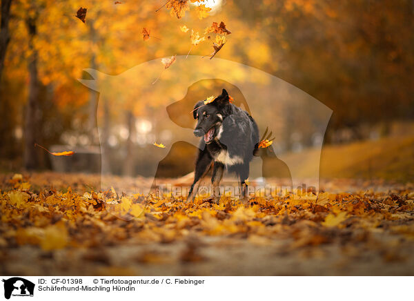 Schferhund-Mischling Hndin / female Shepherd-Mongrel / CF-01398