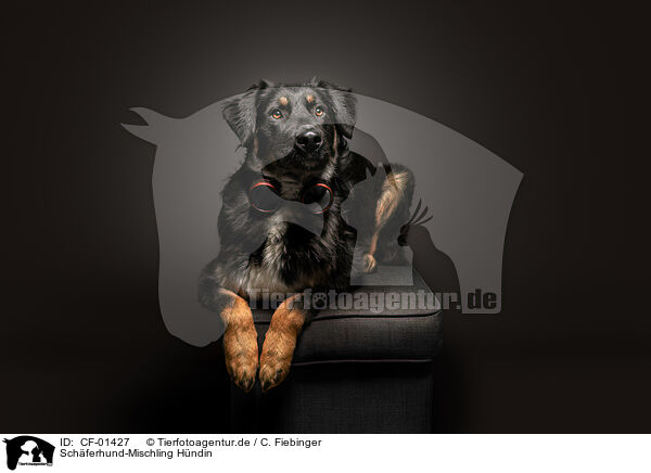 Schferhund-Mischling Hndin / CF-01427