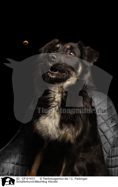 Schferhund-Mischling Hndin / female Shepherd-Mongrel / CF-01431