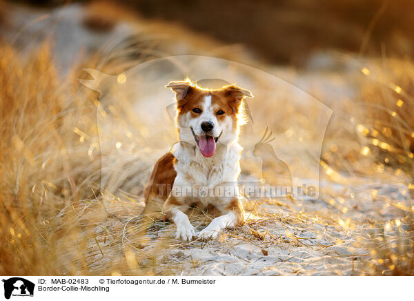 Border-Collie-Mischling / Border-Collie-Mongrel / MAB-02483