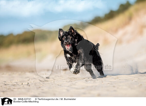 Border-Collie-Mischling / Border-Collie-Mongrel / MAB-02741