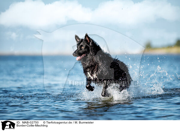 Border-Collie-Mischling / Border-Collie-Mongrel / MAB-02750