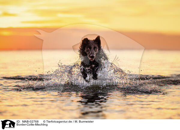 Border-Collie-Mischling / Border-Collie-Mongrel / MAB-02768