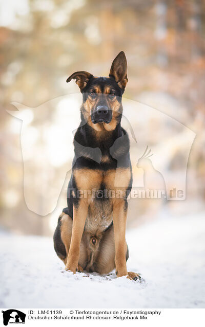 Deutscher-Schferhund-Rhodesian-Ridgeback-Mix / German-Shpeherd-Rhodesian-Ridgeback-Mongrel / LM-01139