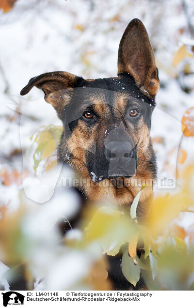 Deutscher-Schferhund-Rhodesian-Ridgeback-Mix / German-Shpeherd-Rhodesian-Ridgeback-Mongrel / LM-01148