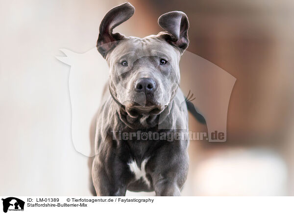 Staffordshire-Bullterrier-Mix / Staffordshire-Bullterrier-Mongrel / LM-01389