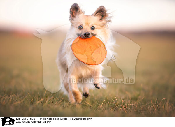 Zwergspitz-Chihuahua-Mix / Pomeranian-Chihuahua-Mongrel / LM-01503