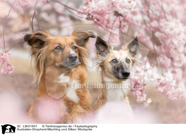 Australian-Shepherd-Mischling und Silken Windsprite / Australian-Shepherd-Mongrel and Silken Windsprite / LM-01601