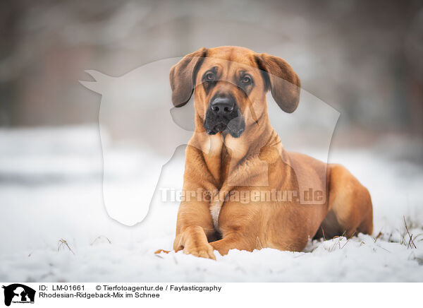 Rhodesian-Ridgeback-Mix im Schnee / Rhodesian-Ridgeback-Mongrel in Snow / LM-01661