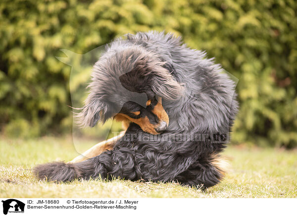 Berner-Sennenhund-Golden-Retriever-Mischling / JM-18680
