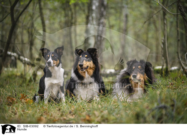 Hunde / dogs / SIB-03092