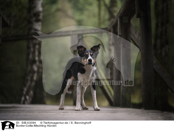 Border-Collie-Mischling Hndin / female Border-Collie-Mongrel / SIB-03094
