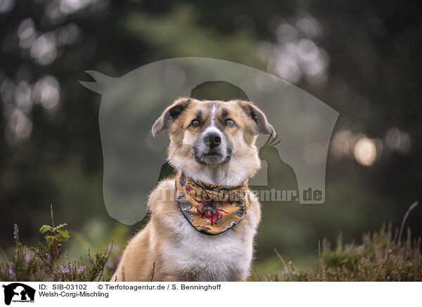 Welsh-Corgi-Mischling / SIB-03102