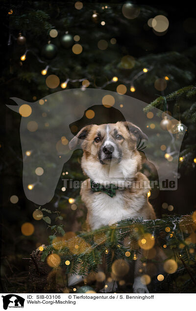 Welsh-Corgi-Mischling / Welsh-Corgi-Mongrel / SIB-03106