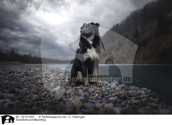 Schferhund-Mischling / Shepherd-Mongrel / CF-01493