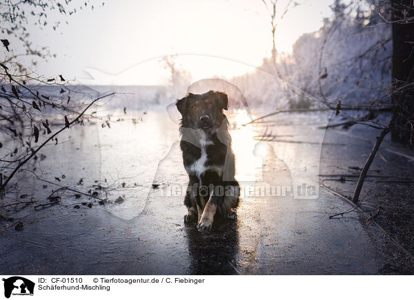 Schferhund-Mischling / Shepherd-Mongrel / CF-01510