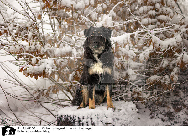 Schferhund-Mischling / Shepherd-Mongrel / CF-01513