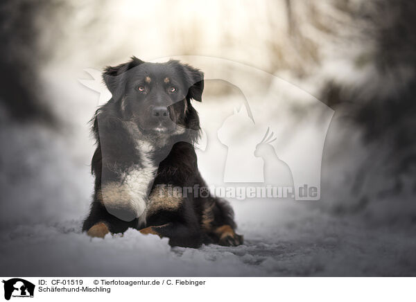 Schferhund-Mischling / Shepherd-Mongrel / CF-01519