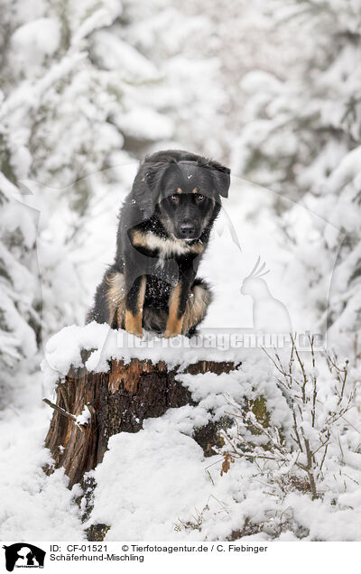 Schferhund-Mischling / Shepherd-Mongrel / CF-01521