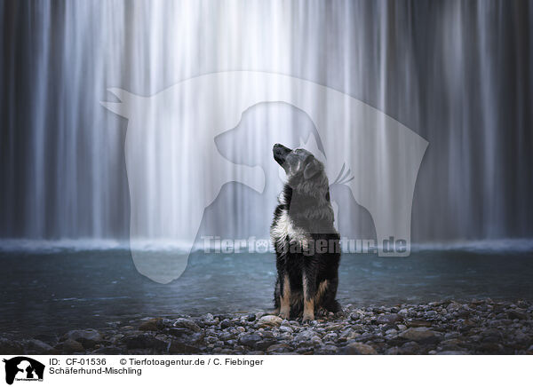 Schferhund-Mischling / Shepherd-Mongrel / CF-01536
