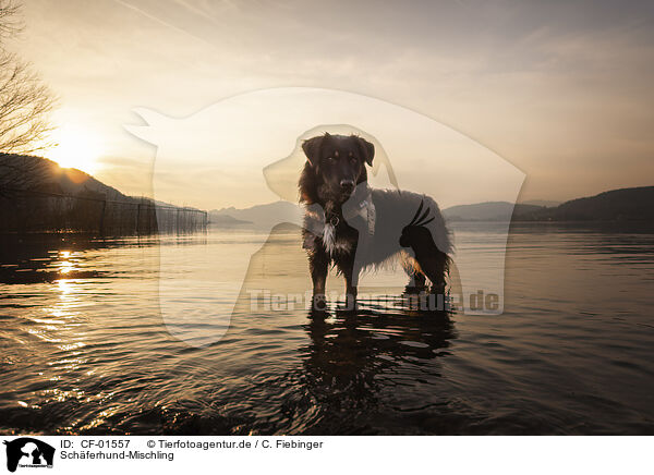 Schferhund-Mischling / CF-01557