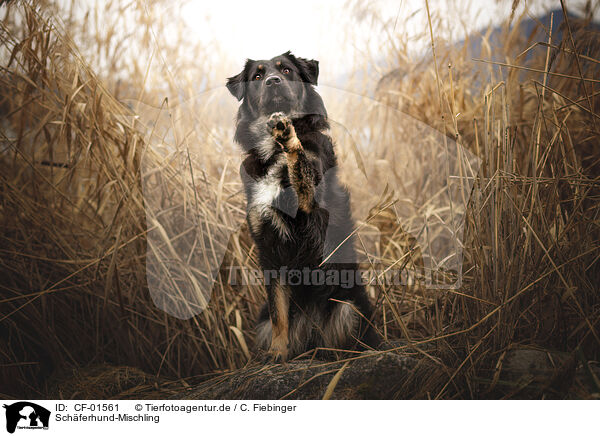 Schferhund-Mischling / Shepherd-Mongrel / CF-01561