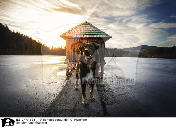 Schferhund-Mischling / CF-01564