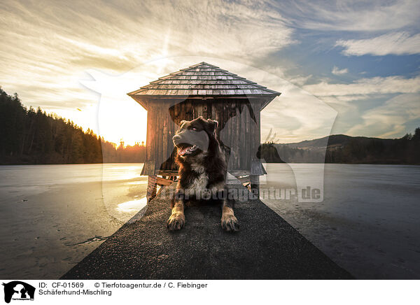 Schferhund-Mischling / CF-01569