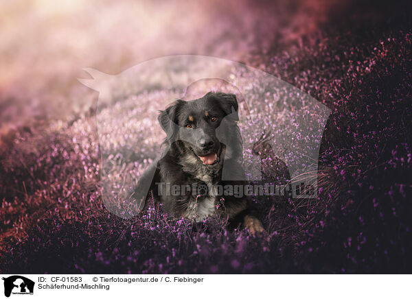 Schferhund-Mischling / Shepherd-Mongrel / CF-01583