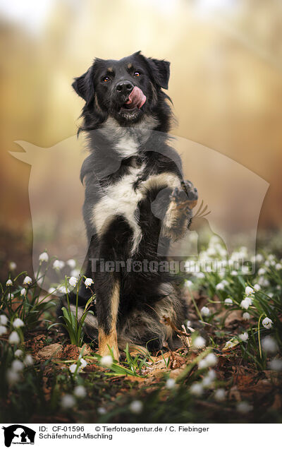 Schferhund-Mischling / Shepherd-Mongrel / CF-01596