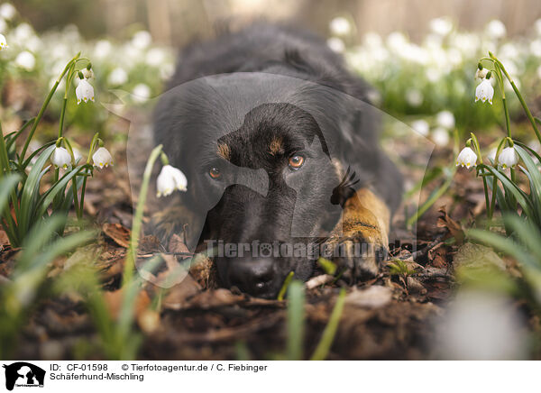 Schferhund-Mischling / Shepherd-Mongrel / CF-01598