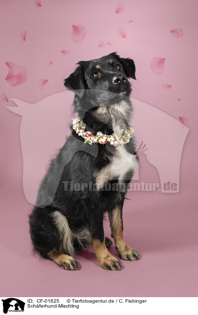 Schferhund-Mischling / Shepherd-Mongrel / CF-01625