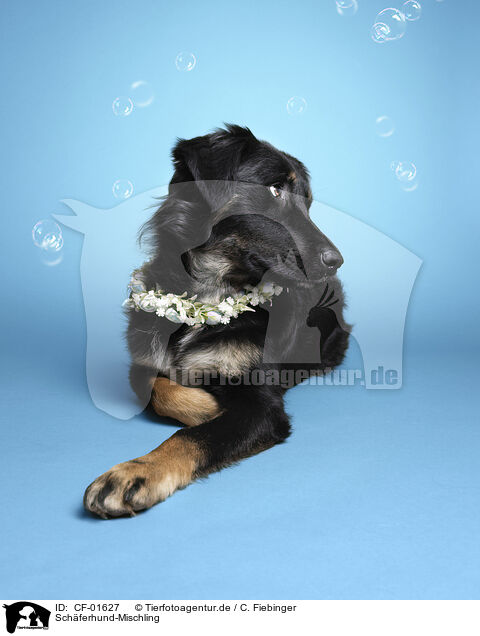 Sch�ferhund-Mischling / Shepherd-Mongrel / CF-01627