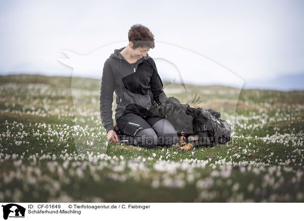 Schferhund-Mischling / CF-01649