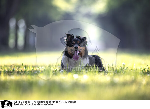Australian-Shepherd-Border-Collie / Australian-Shepherd-Border-Collie / IFE-01510