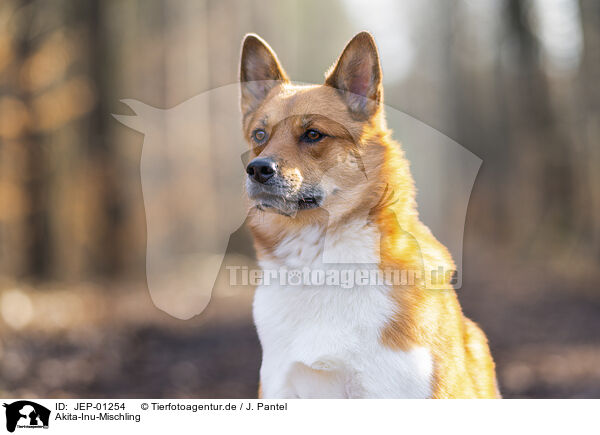 Akita-Inu-Mischling / Akita-Inu-Mongrel / JEP-01254
